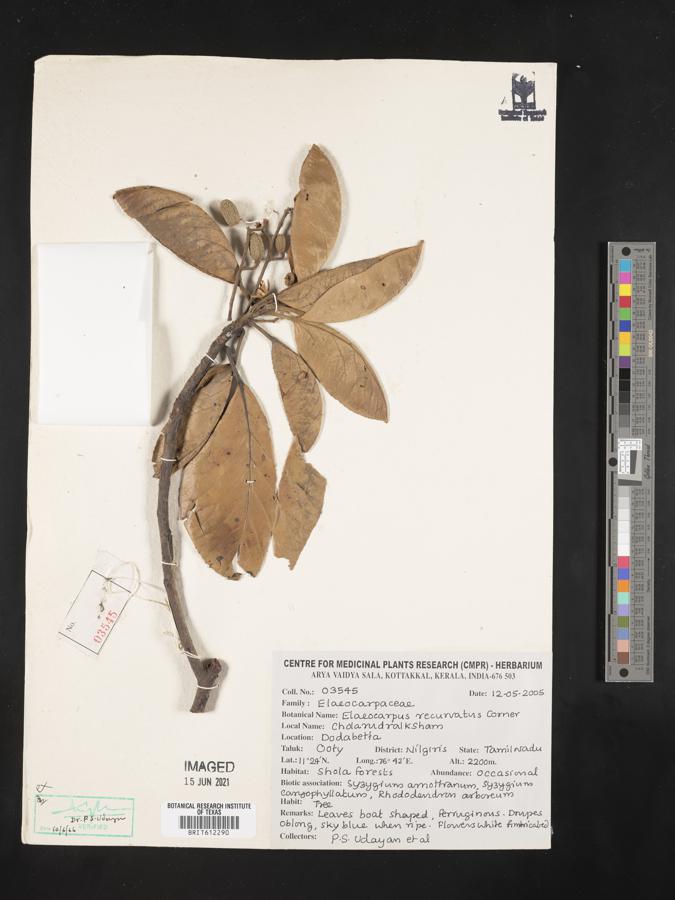 Elaeocarpus recurvatus image