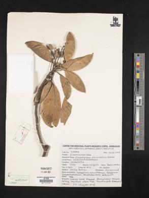 Image of Elaeocarpus recurvatus