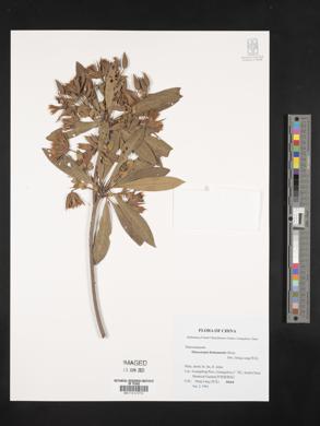 Image of Elaeocarpus hainanensis