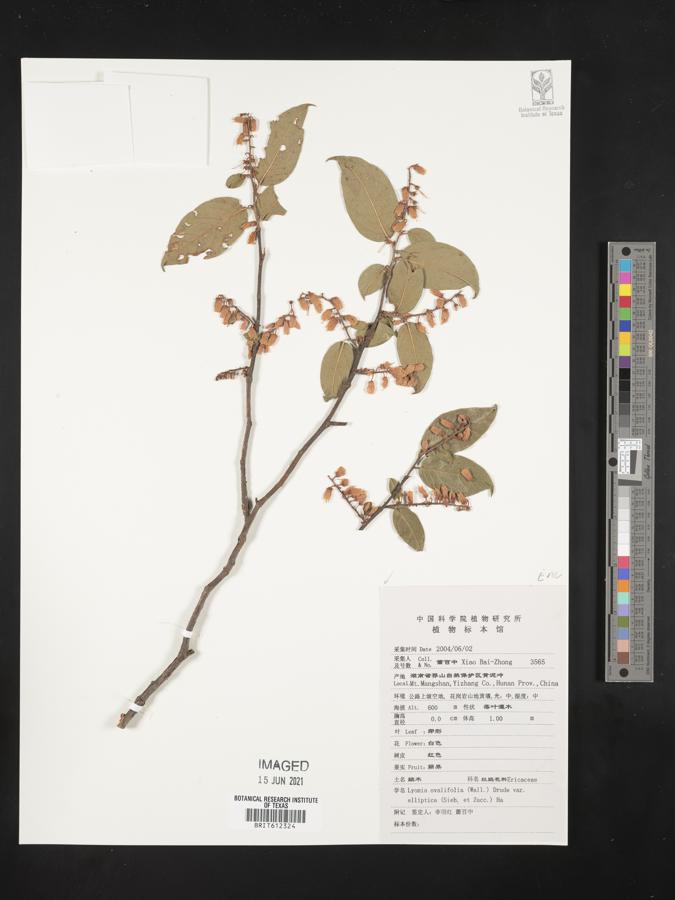 Lyonia ovalifolia image