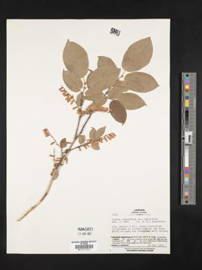 Lyonia ovalifolia var. elliptica image