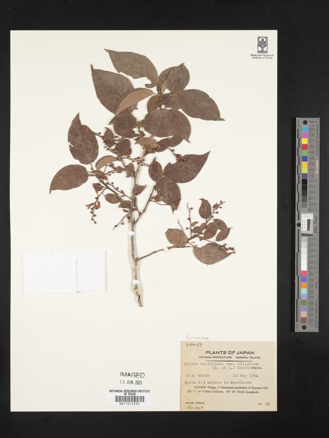 Lyonia ovalifolia image