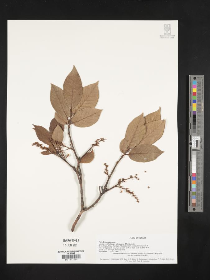 Lyonia ovalifolia var. rubrovenia image