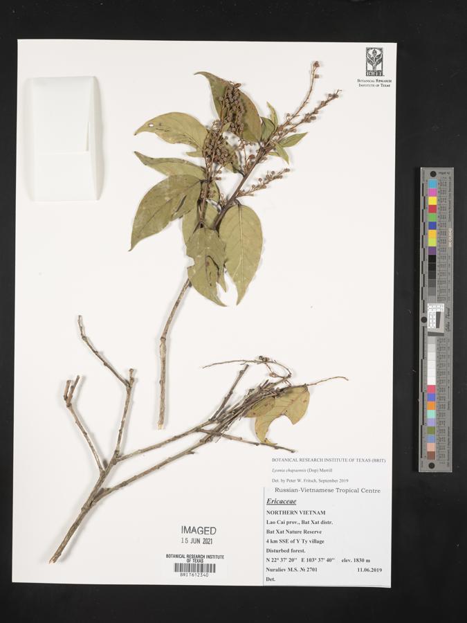 Lyonia chapaensis image