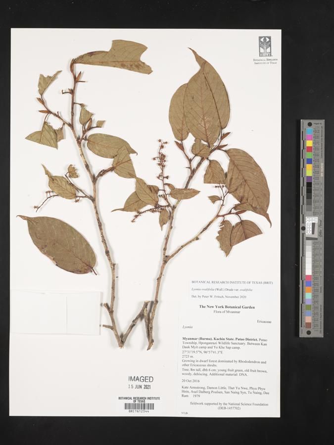 Lyonia ovalifolia var. ovalifolia image