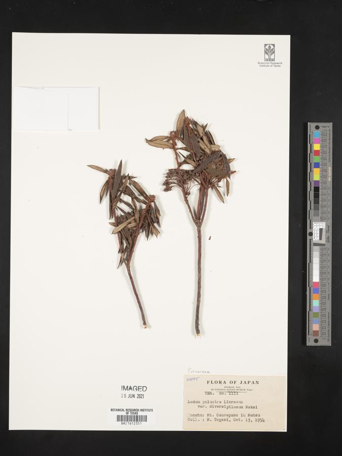 Rhododendron diversipilosum image