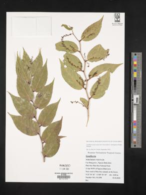 Gaultheria leucocarpa subsp. cumingiana image