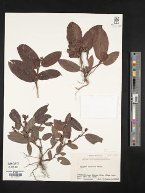 Epigaea asiatica image