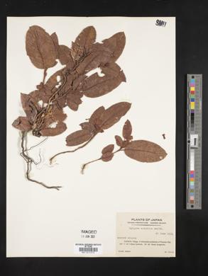 Epigaea asiatica image