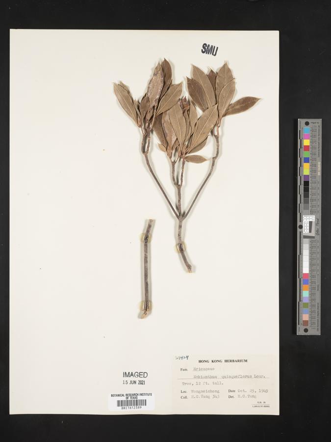 Enkianthus quinqueflorus image