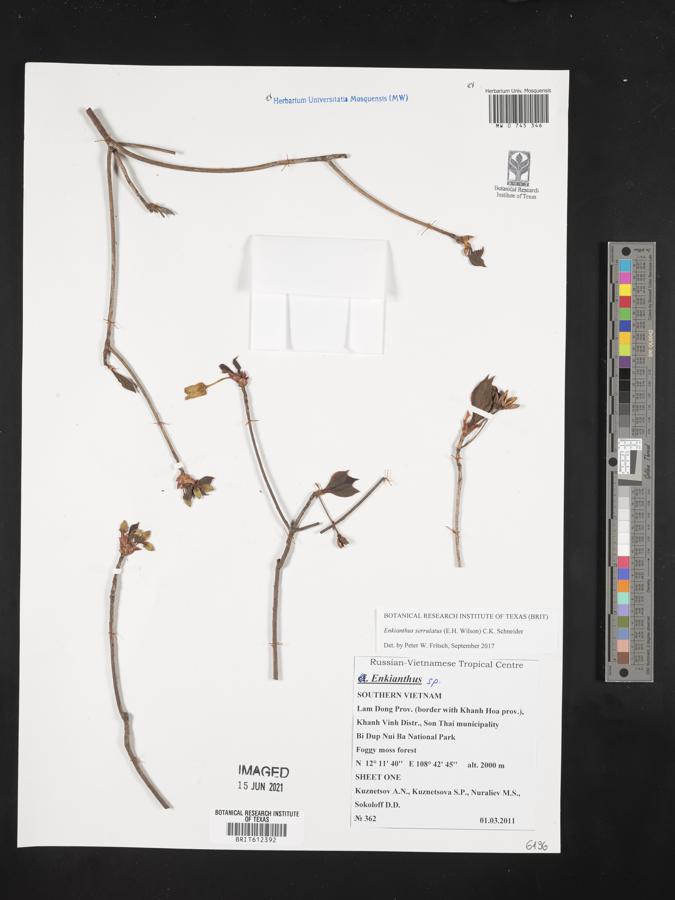 Enkianthus serrulatus image