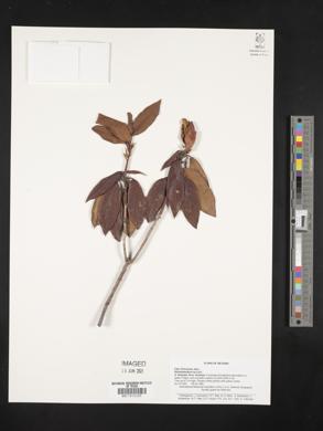 Rhododendron ciliicalyx image