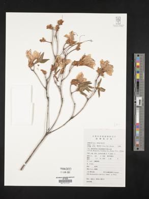 Rhododendron mariesii image
