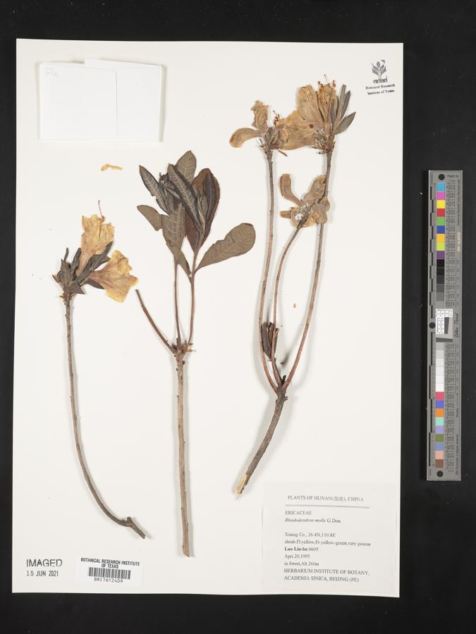 Rhododendron molle image