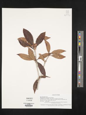 Rhododendron moulmainense image