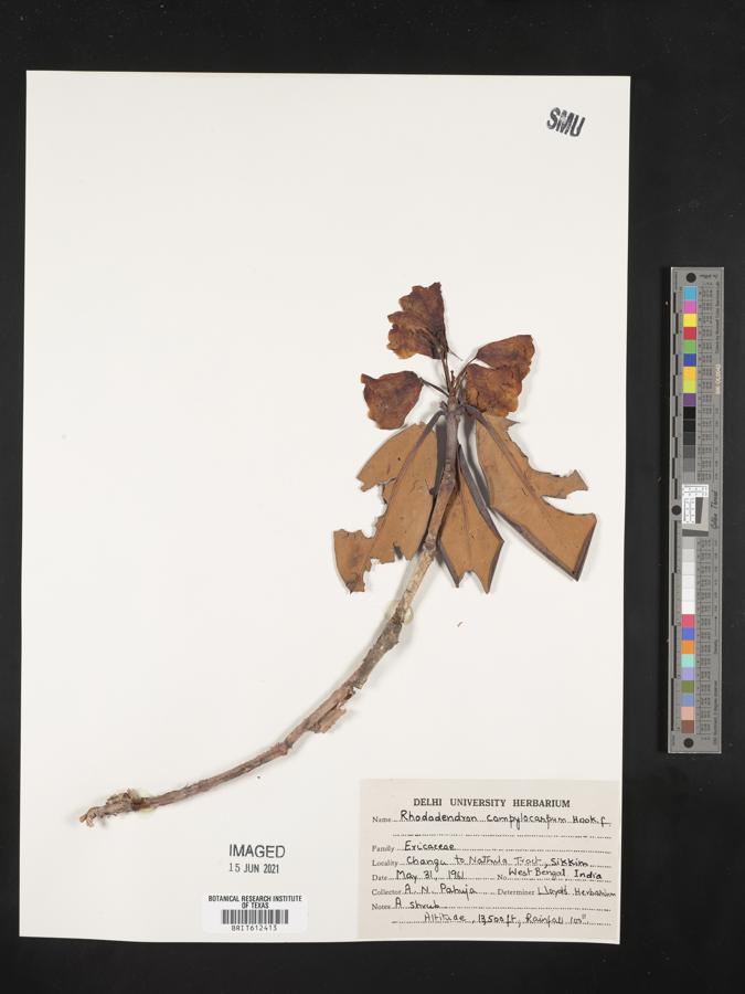 Rhododendron campylocarpum image