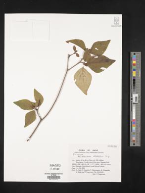 Image of Rhododendron dilatatum