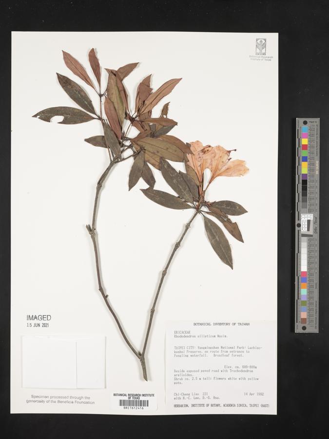 Rhododendron latoucheae image
