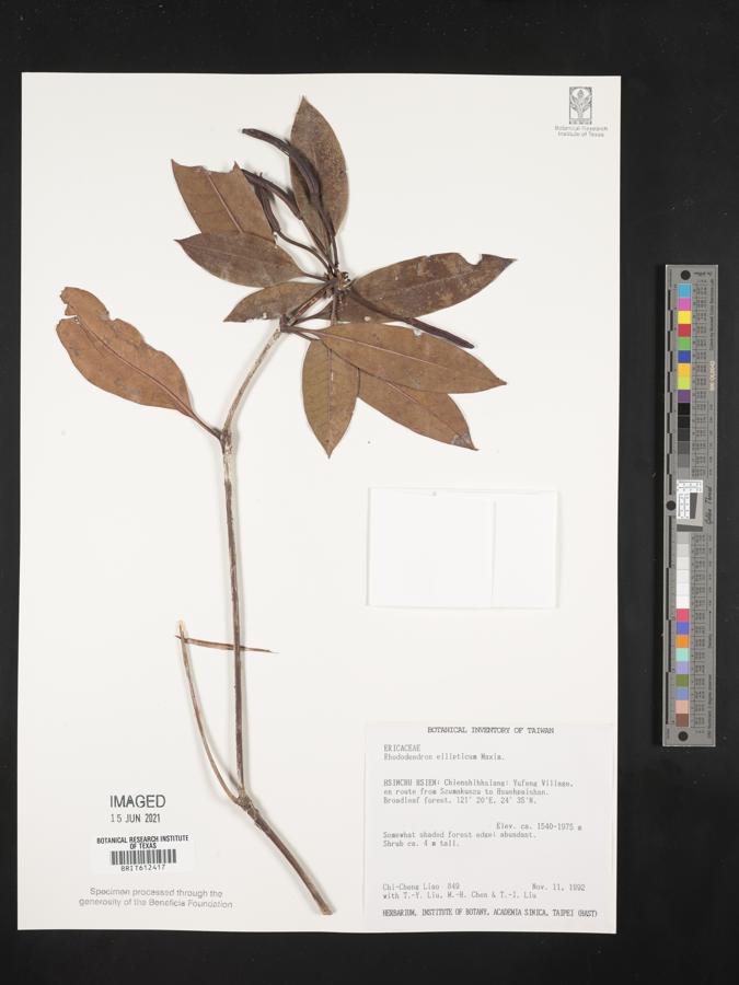 Rhododendron latoucheae image