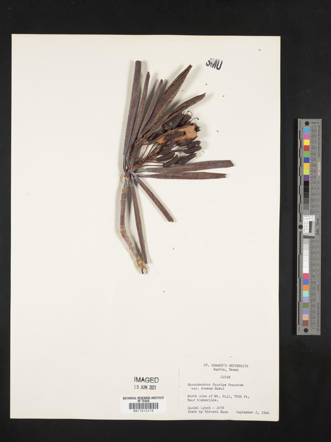 Rhododendron brachycarpum subsp. brachycarpum image