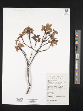 Image of Rhododendron hunanense