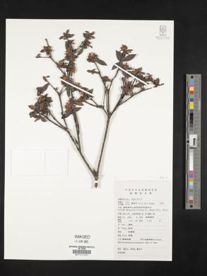 Rhododendron hunanense image