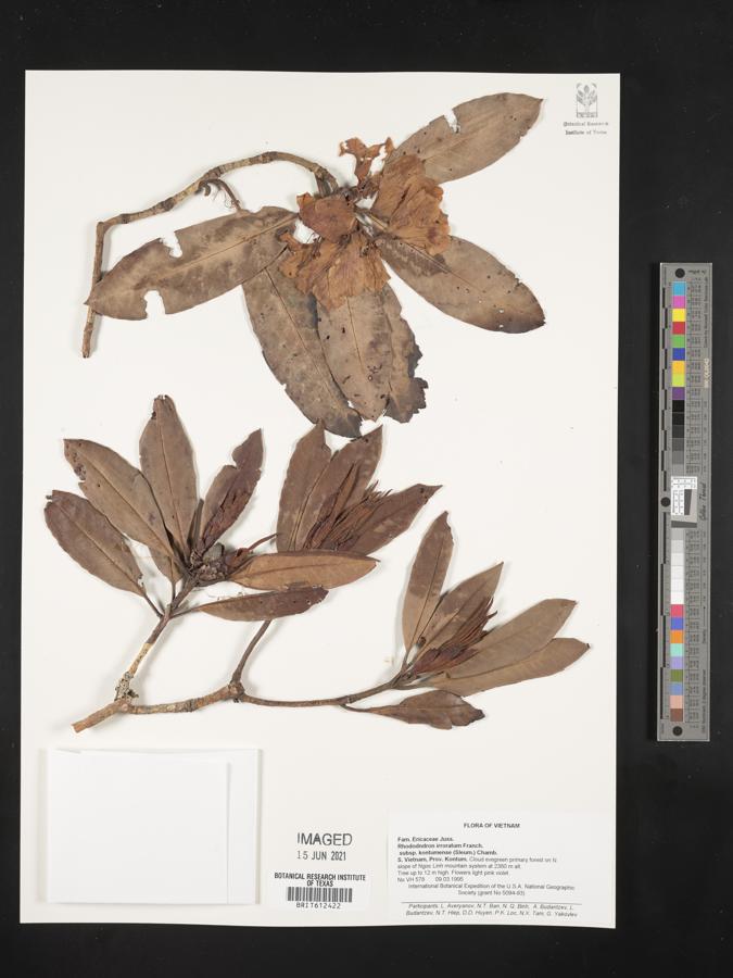 Rhododendron irroratum image