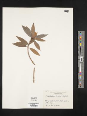 Rhododendron keiskei image