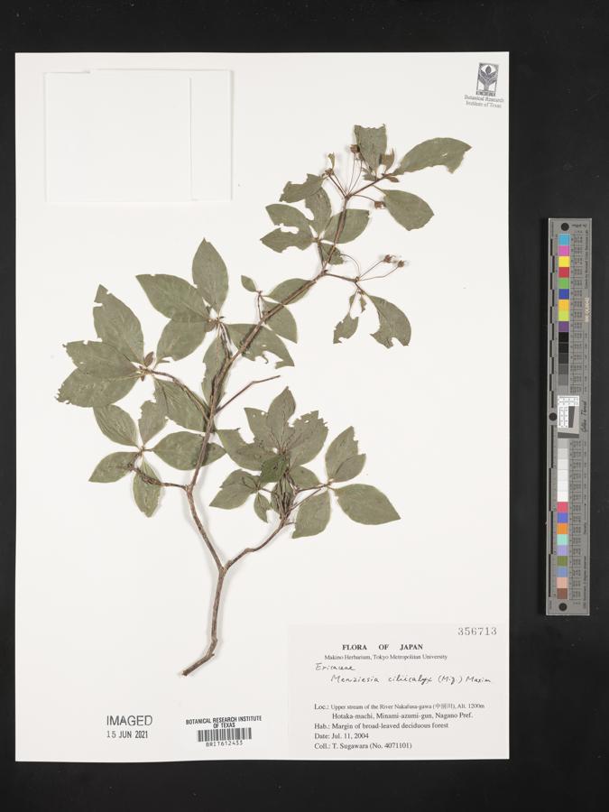 Rhododendron benhallii image