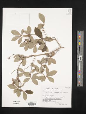 Image of Rhododendron benhallii