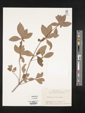 Rhododendron benhallii image