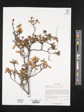 Rhododendron primuliflorum image