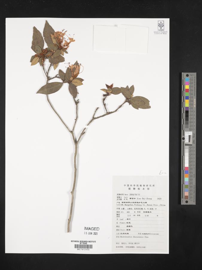 Rhododendron rhuyuenense image