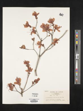 Rhododendron reticulatum image