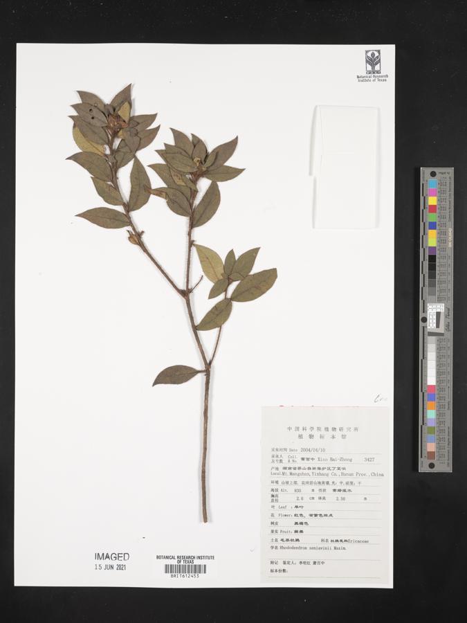 Rhododendron seniavinii image