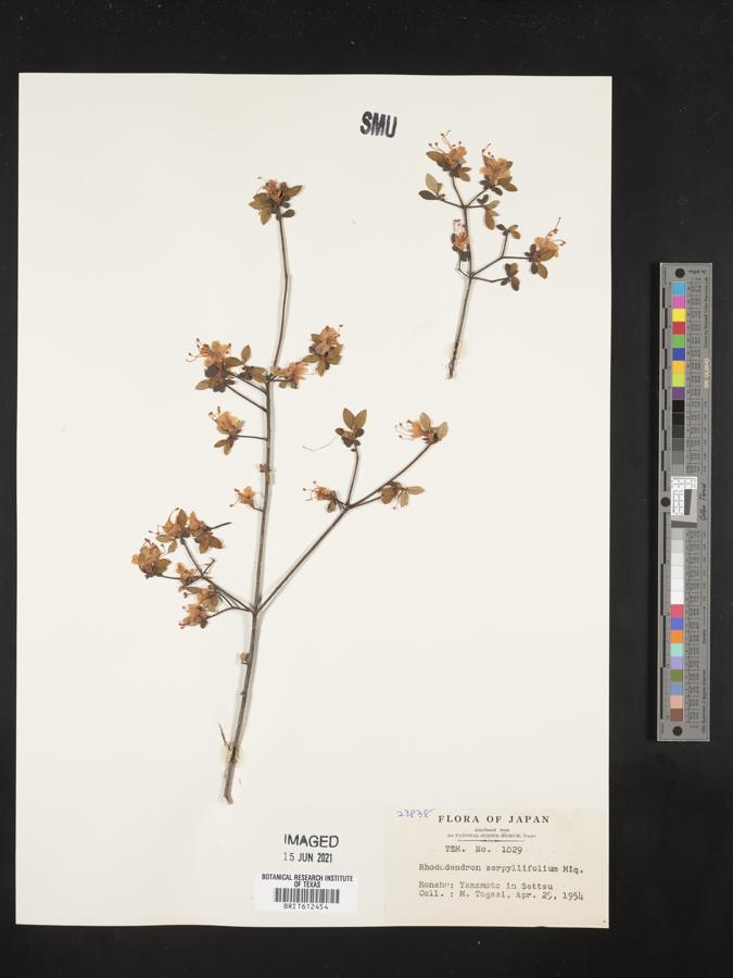 Rhododendron serpyllifolium image