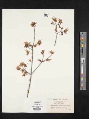 Rhododendron serpyllifolium image