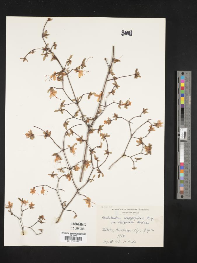 Rhododendron serpyllifolium image