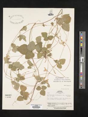 Amphicarpaea bracteata subsp. edgeworthii image