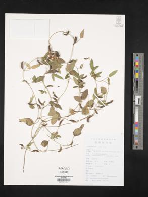 Amphicarpaea bracteata subsp. edgeworthii image