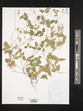 Amphicarpaea bracteata subsp. edgeworthii image