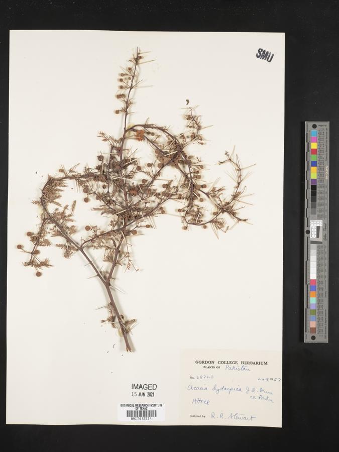 Vachellia hydaspica image