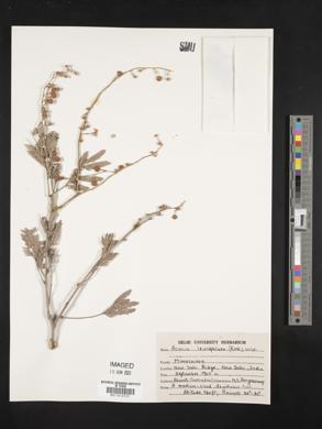 Acacia leucophloea image