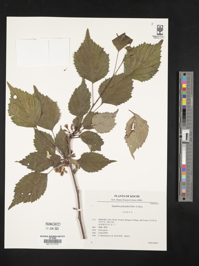 Eupteleaceae image