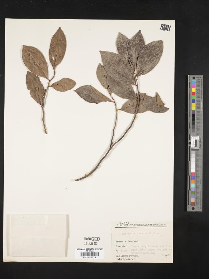 Eupomatia laurina image