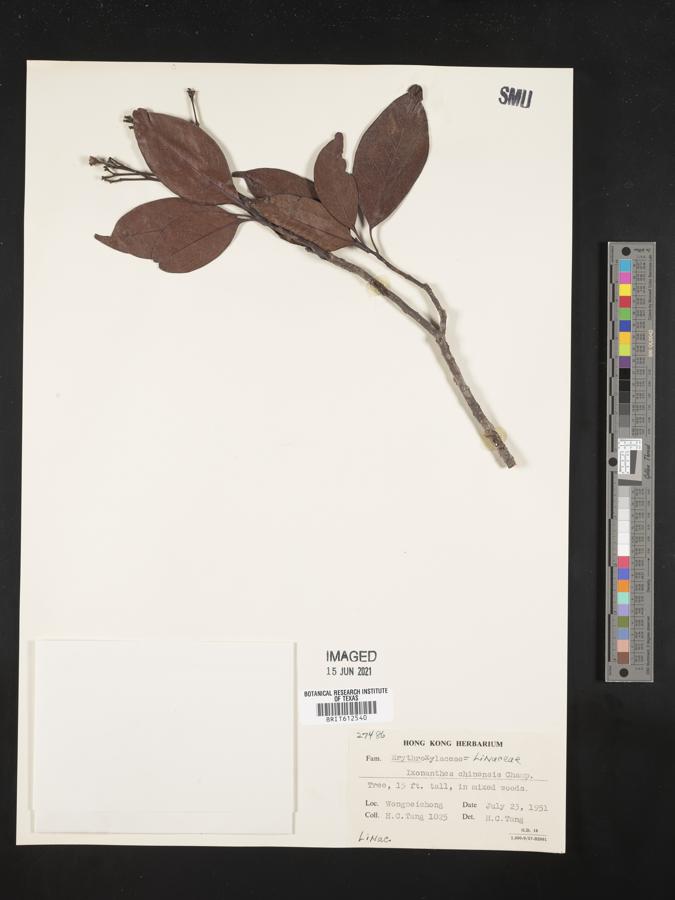 Ixonanthes reticulata image