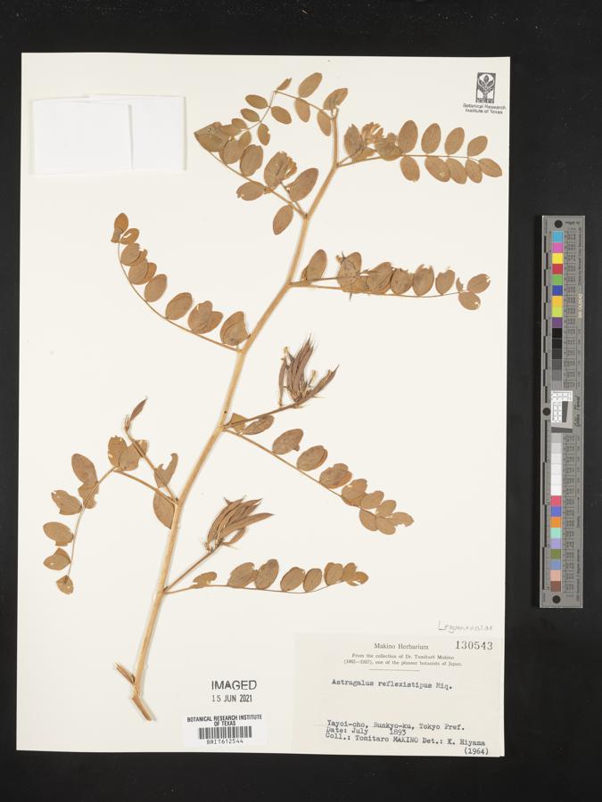 Astragalus reflexistipulus image