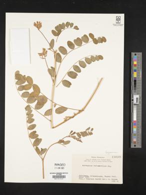 Astragalus reflexistipulus image