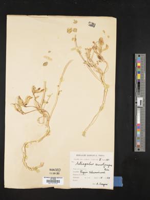Astragalus remotijugus image