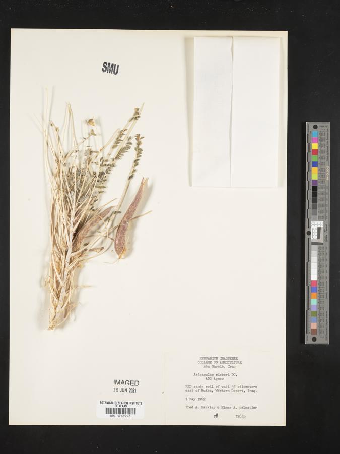 Astragalus sieberi image